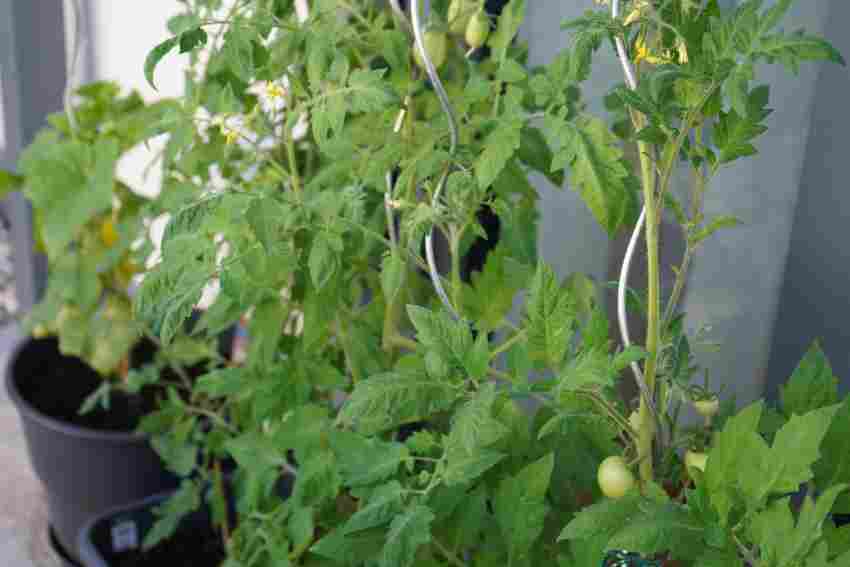 Auf Terrassen züchten Bewohner ihre eigenen Tomaten.